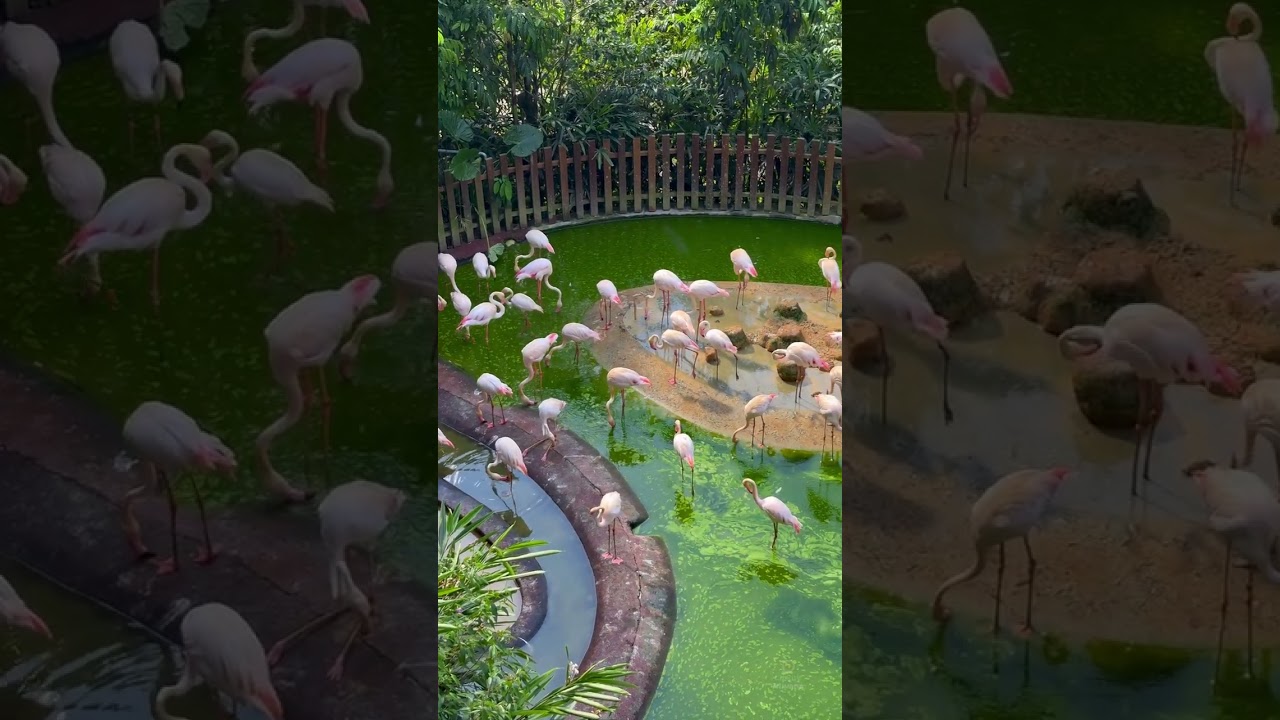 Bird Paradise Mandai Wildlife Reserve