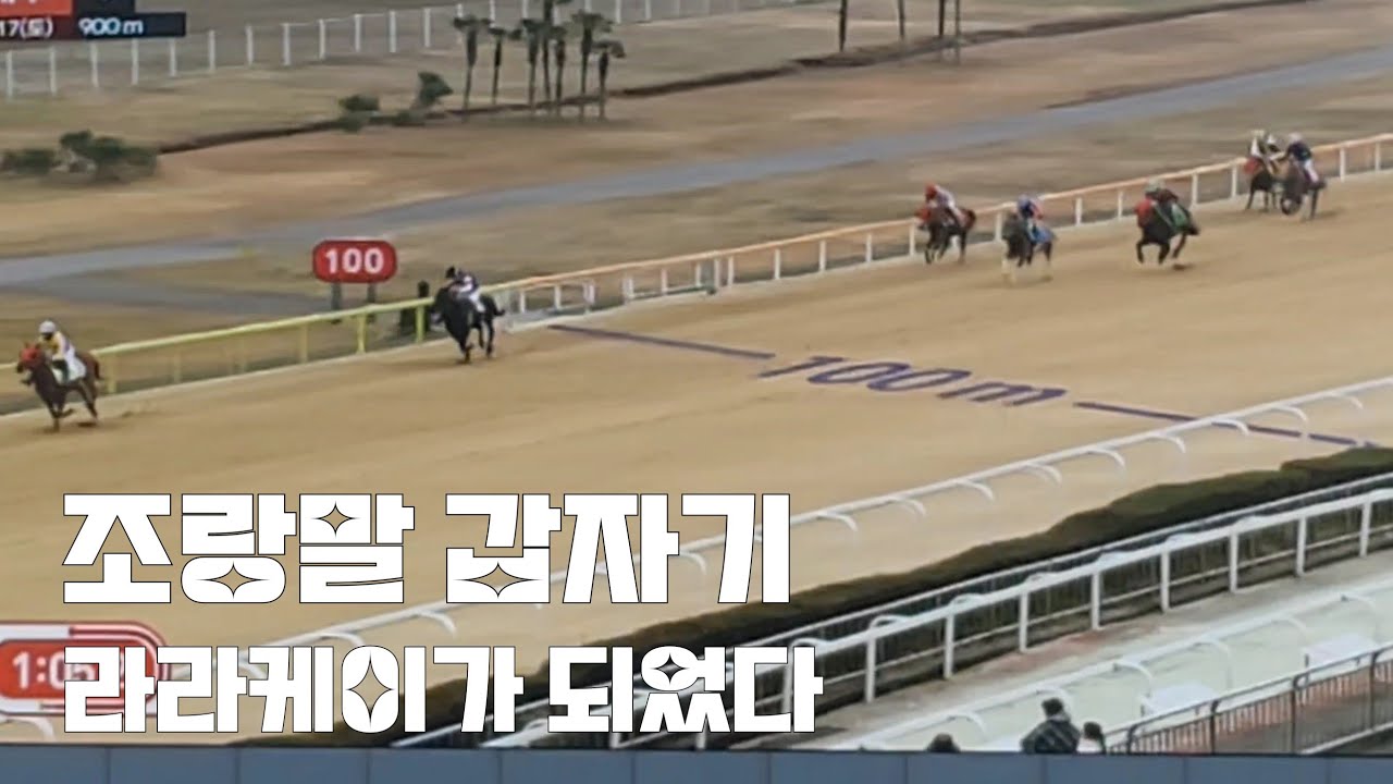 저기서 날라온다고?(제주조랑말 알수가없네~)#경마 