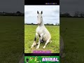 Những con ngựa thích ngồi không phải như ngựa ở ngoài tự nhiên #animals
