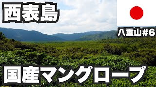 西表島31歳ひとり旅。東洋のガラパゴスは日本なのにマングローブ【八重山諸島#6】