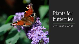 Plants for Butterflies