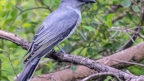 29. Large Cuckooshrike