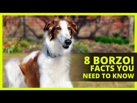 वीडियो: Borzoi . के बारे में 4 तेज़ तथ्य