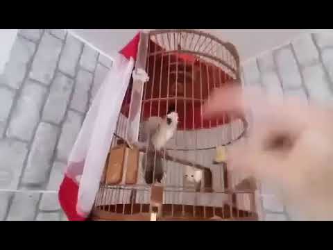 تغريد مع رقصة طائر البلبل طائر البلبل