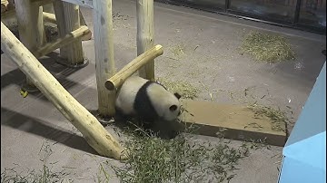 #DCPandas: Giant Panda Qing Bao Plays Indoors