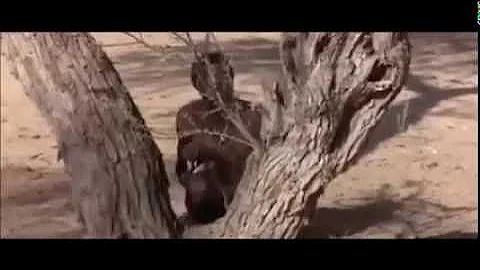 How To Fool A Baboon Into Showing You Where To Find Water