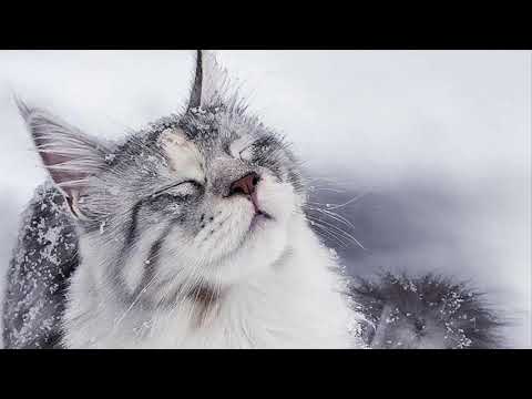 Video: Pět Zábavných Faktů O Manské Kočce