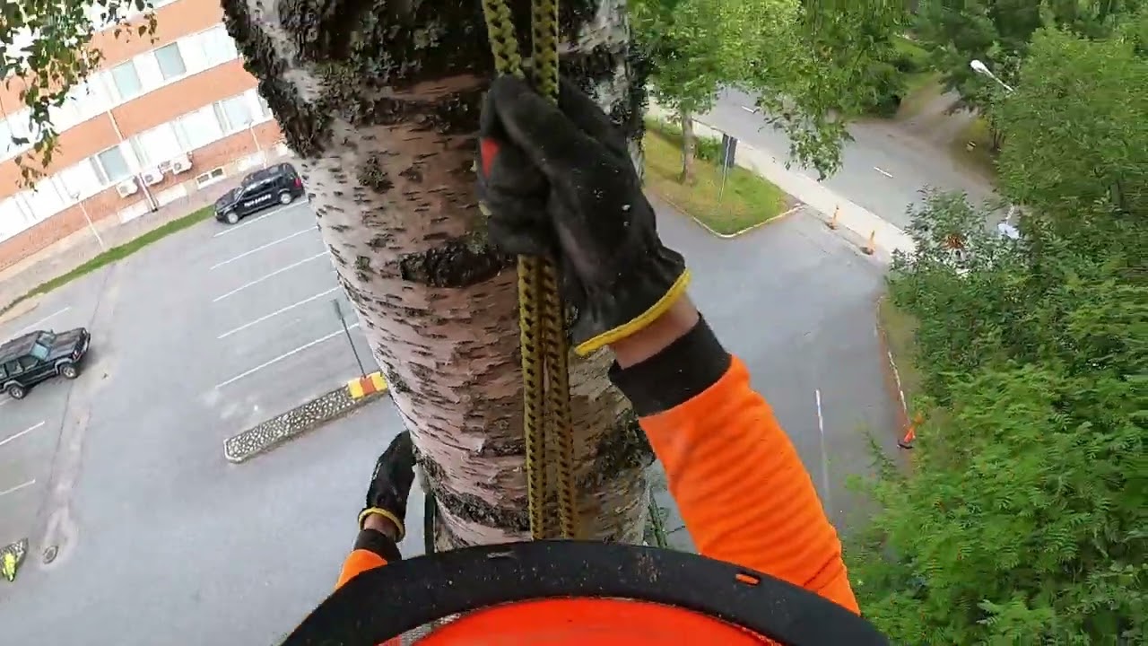 Koivun uninen kiipeilykaato ja ISO latva Stihl 201tcm 16