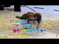 ハヤブサに襲われて命を落としたスズメのチェリー ～Brave Cherry lost life to a falcon.～