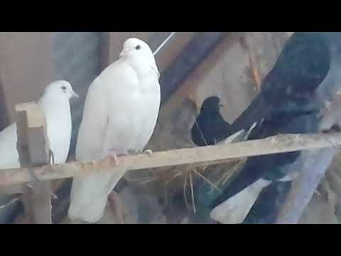 Новые видео голубей 2018 Новые видео голубей 2018
