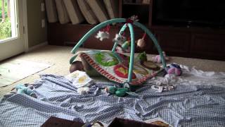 object permanence (peek a boo)