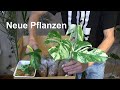 Alocasia Jacklyn Baby versorgen und neue Pflanzen für das Pflanzenreich und Vanille einpflanzen