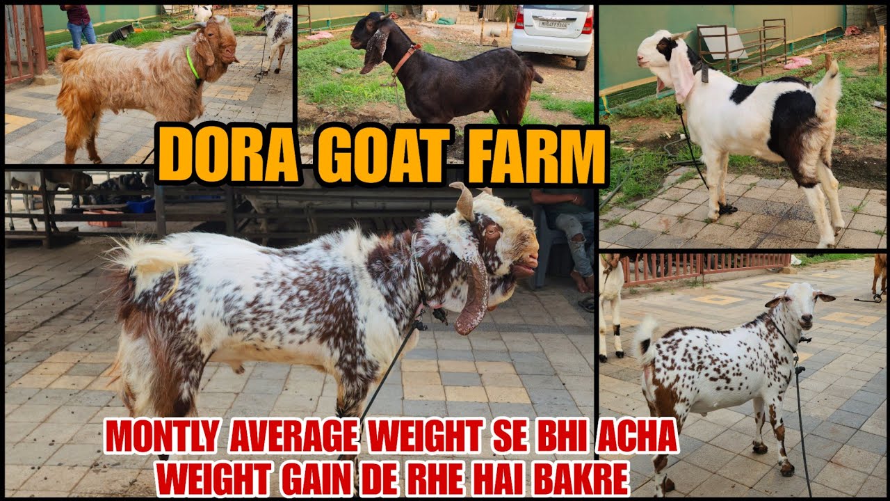 Dora Goat Farm Pe Montly Average Se Bhi Jabardast Result De Rhe Hai ...