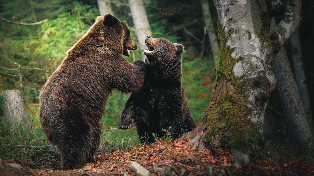 Dangers of Photographing Wildlife and Landscape Alone