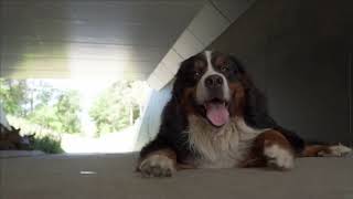 Meghan Trainor  Bite Me