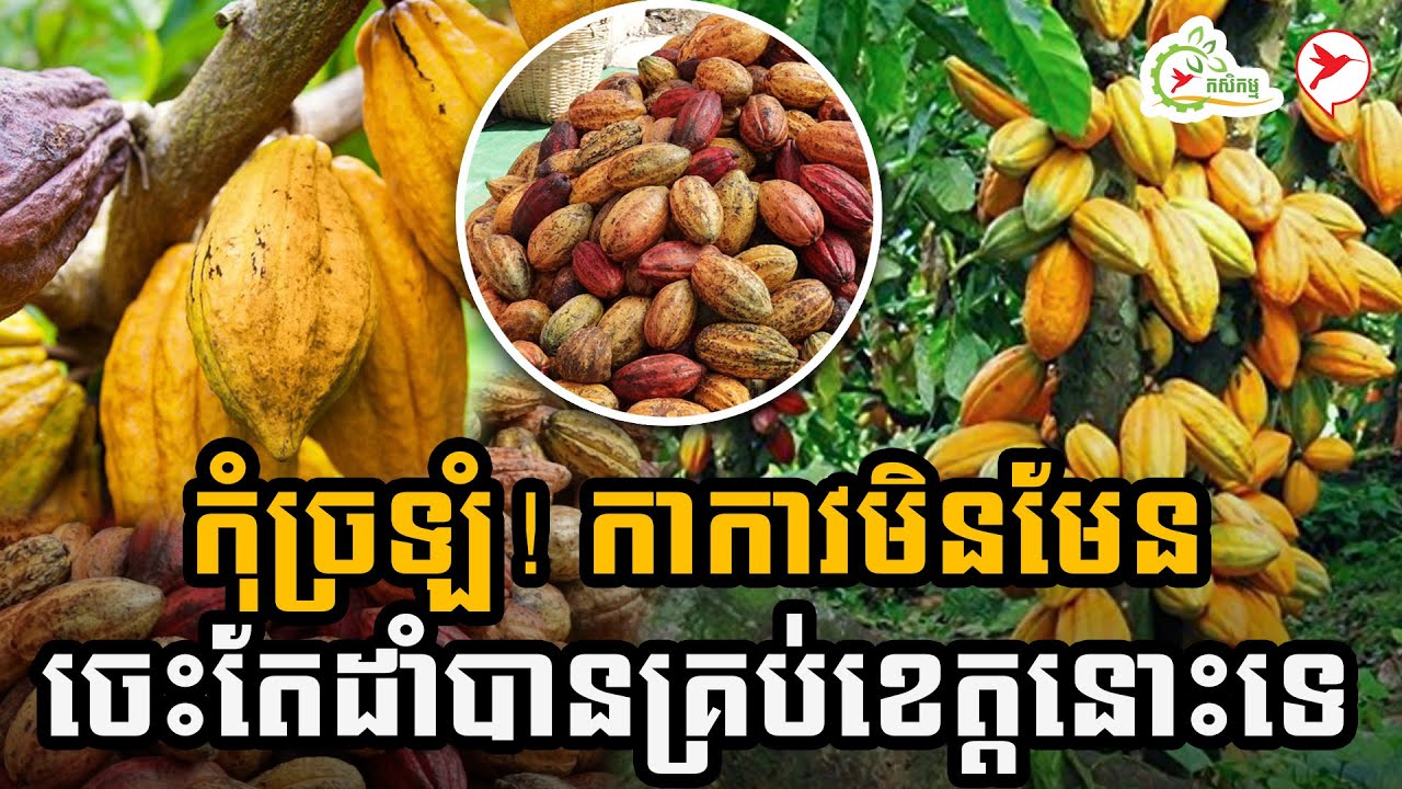 កុំច្រឡំ! កាកាវមិនមែនចេះតែដាំបានគ្រប់ខេត្ដនោះទេ | កម្មវិធីកសិកម្ម