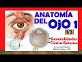 🥇 Anatomía del OJO 1/3 - Generalidades y Túnica Externa