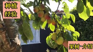 【果樹種植】經驗分享：Victoria plum 購買西洋梅樹前的注意 ... 