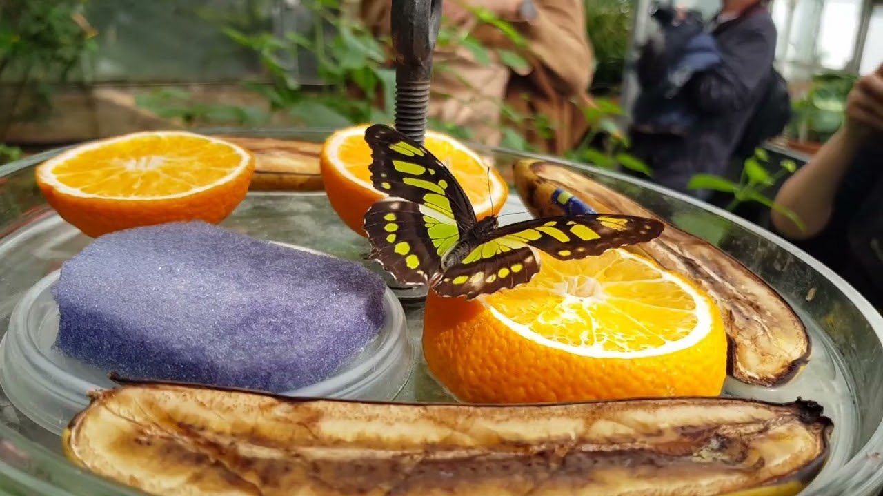 14. maj 2022 København - Sommerfuglehuset i Botanisk Have