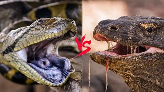 Anaconda vs Komodo | Pemenangnya Adalah ...