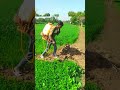 🙏🏻Bapu Bapu ki jaan hai Sabse Jyada apni pahchan gehun ki Khet mein dawai fenkane gaye hue the Ham🙏🏻
