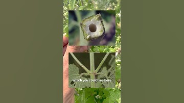 Walking with the Land - Episode 4: Catnip | Herbs, Etc.