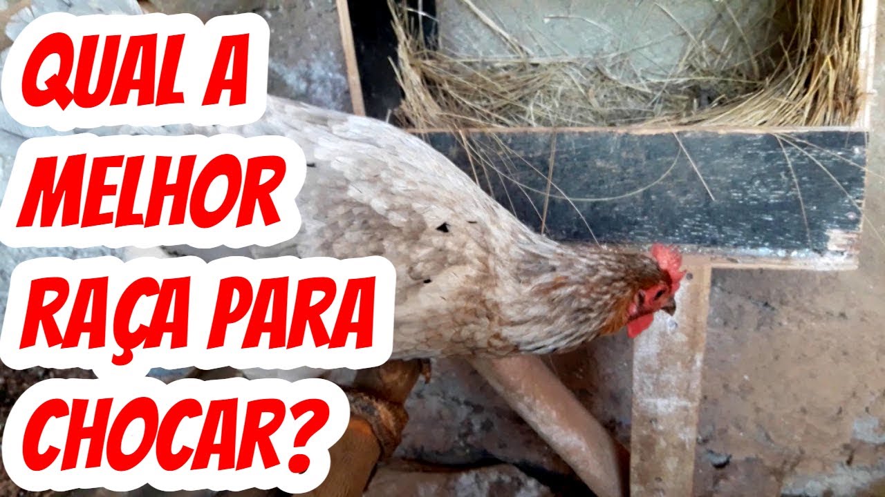 Quantas Vezes Por Ano A Galinha Choca - RETOEDU