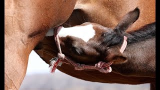 競走馬の出産がピーク