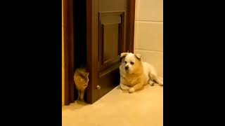 Cats Meet Dog Funny Dubbs catfunny cat dog pets malayalam dogcomedy shorts  short