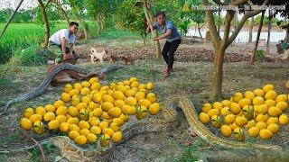 Download Lagu Harvesting 1000+ corn cobs – horrified to discover 2 giant pythons appearing right inside the farm MP3