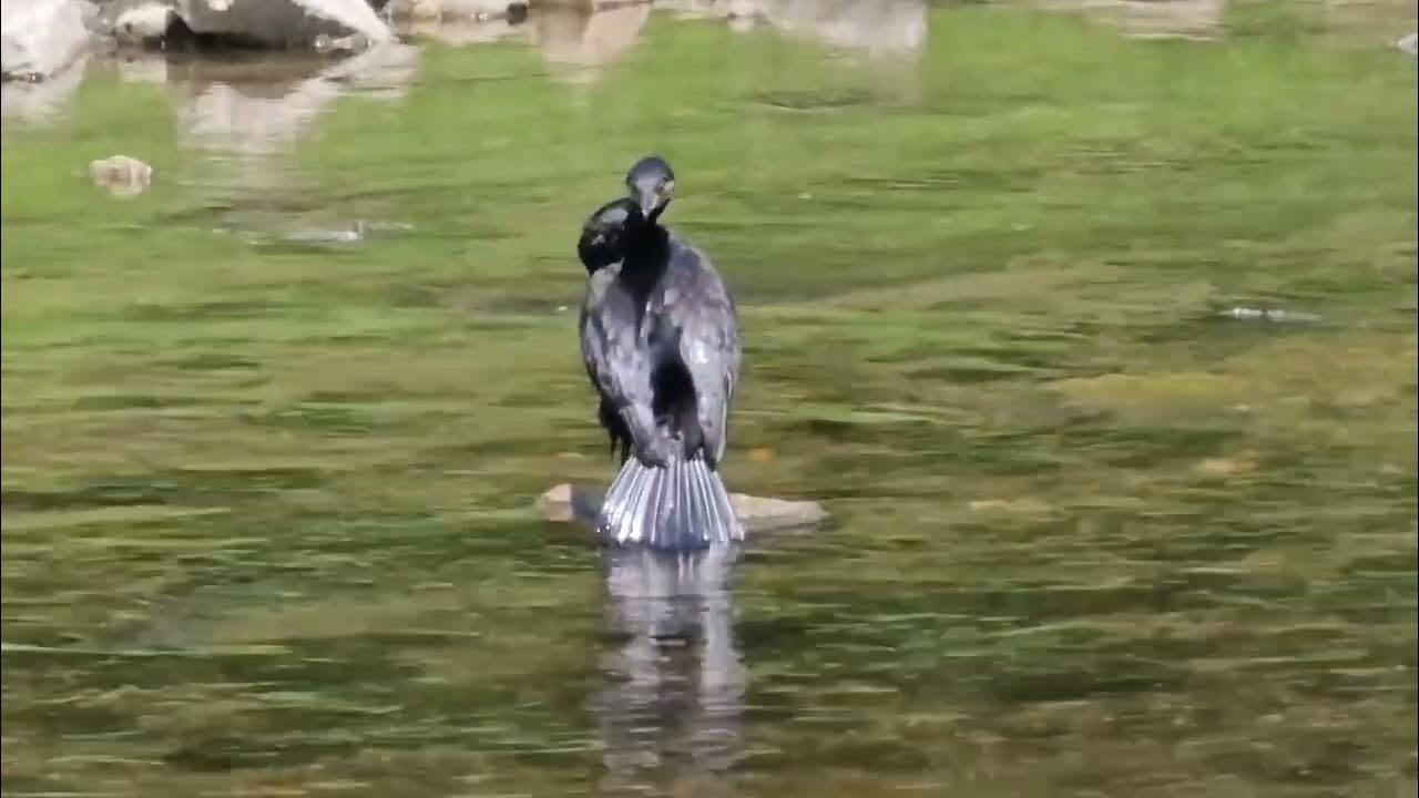 Cormorant Dancing YouTube