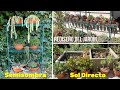 Rediseño del Jardin | Donde UBICAR las Suculentas