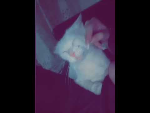 mona limam/  منى  نسيبة محمد بن شنات تلعب مع القط لي لقاتو مطايش