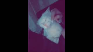 Mona Limam منى نسيبة محمد بن شنات تلعب مع القط لي لقاتو مطايش