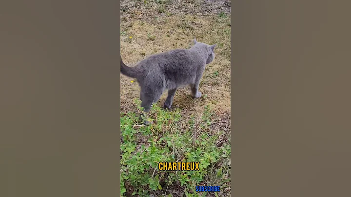 Video 2709251: chartreux cat, russian blue cat, russianbluecats