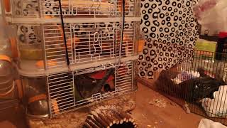 rody hamster cage