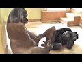 Parent and child Shabani and Kiyomasa running around. Gorilla, Silver back.