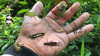 try a giant jump spider bite‼catch long neck praying mantis, grashopper, earwings, jewel beetle