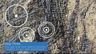 24/7 Monitoring of Pine Weevils - See how it works