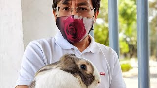 Chester-Lee espera por vacuna contra Enfermedad Hemorráfica Viral de los Conejos 2