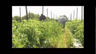 Buy Local - A Look at Community Supported Agriculture