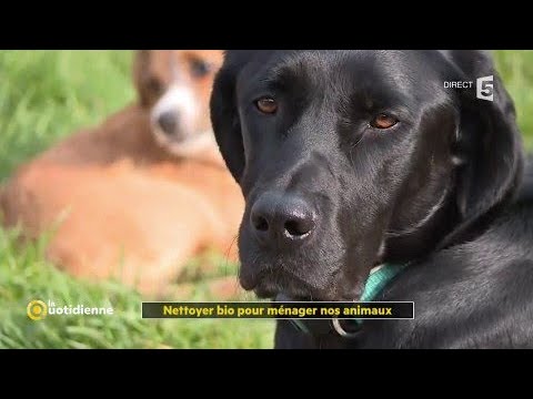 Vidéo: Faites une enveloppe d'angoisse pour les chiens de Leggings