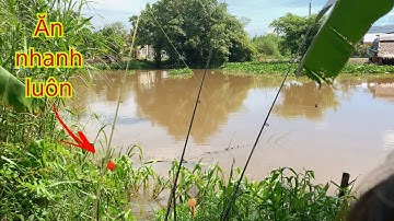 Câu Cá Tra Sông - Sông Huyền Thoại Cá Ục Thấy Mê Ăn Câu Liên Tục | Fishing - Miền Tây
