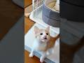 子猫ASMR