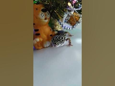 Как поздравить своего питомца :) - YouTube