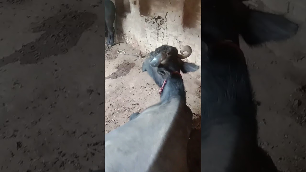 Apna Farm YouTube apna-farm-youtube