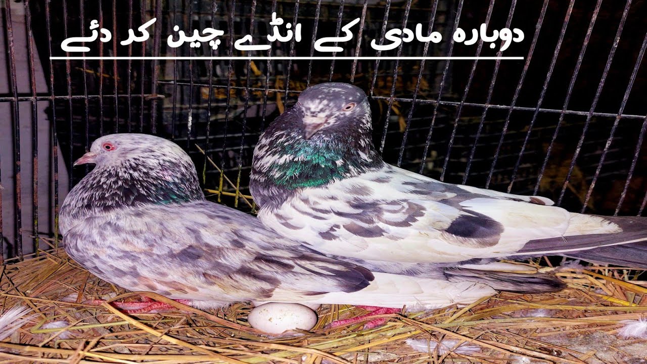 DoBaaz Maadi Egg Experiment  Did Her Own Chicks Hatch or Not? Full Truth Revealed Mughal pigeon club