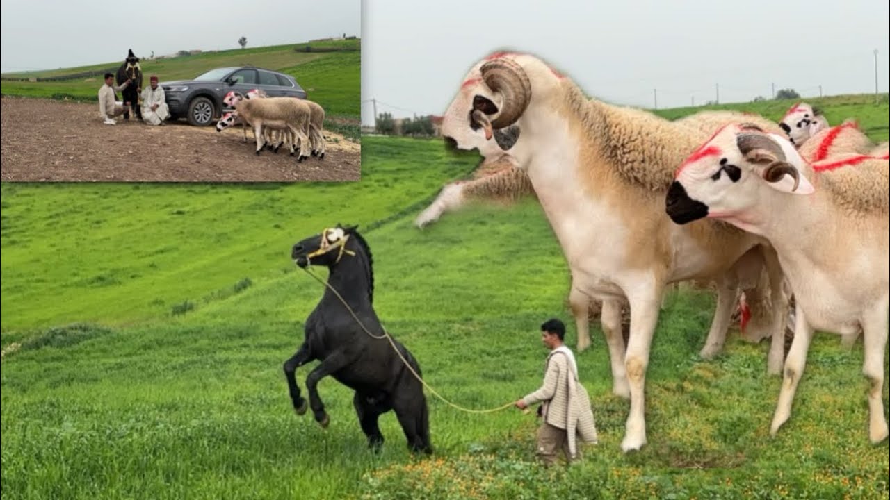 هدا كلام 🗣️ معقول من عند رشيد گيسر بخصوص عيد الأضحى 🐑 2026 مع أجود الأغنام الصردية للبيع