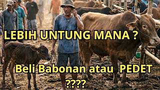 LEBIH UNTUNG MANA, BELI INDUKAN ATAU PEDET