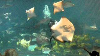 20101203-04~花蓮海洋之旅~水族館魚類介紹